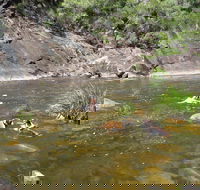 Mount Boss State Forest - Sydneys Hotel