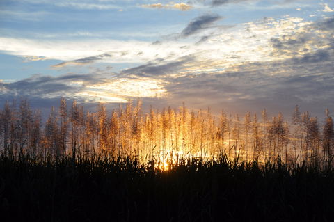 Proserpine - Sydneys Hotel 1