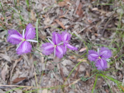 Samford Conservation Park And Bunyaville Conservation Park - Sydneys Hotel 1