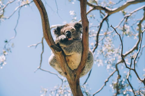Samford Conservation Park And Bunyaville Conservation Park - Sydneys Hotel 2