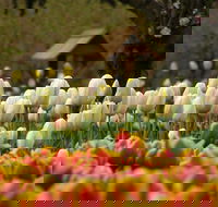Tulip Top Gardens - Sydneys Hotel