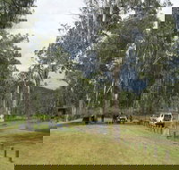 Chaelundi National Park - Sydneys Hotel