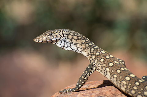East MacDonnell Ranges - Sydneys Hotel 1