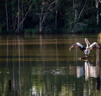 Seaham Swamp Nature Reserve - Sydneys Hotel