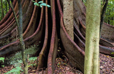 Wingham Brush Nature Reserve - Sydneys Hotel 0