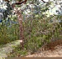 Yango Walking Track - Sydneys Hotel