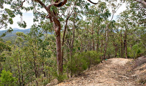 Yango Walking Track - Sydneys Hotel 0