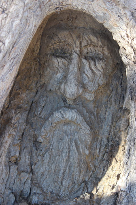 Burke And Wills Dig Tree - Sydneys Hotel 2