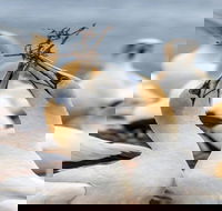 Gannets in Portland - Sydneys Hotel