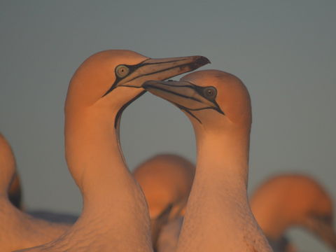 Gannets In Portland - Sydneys Hotel 2