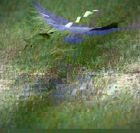 Germein Reserve - Sydneys Hotel