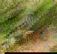 Grass Tree Circuit - Sydneys Hotel