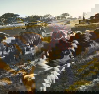 Hinterland Full Day Self Drive Tour