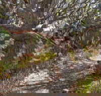 Middle Lagoon Walking Track