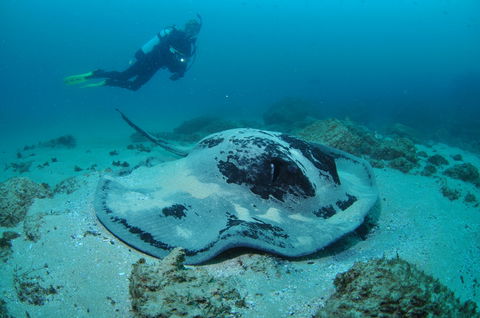Nine Mile Reef Dive Site - Sydneys Hotel 1