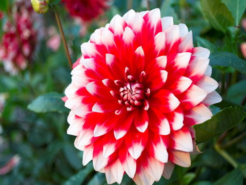 Portland Botanical Gardens - Sydneys Hotel 1