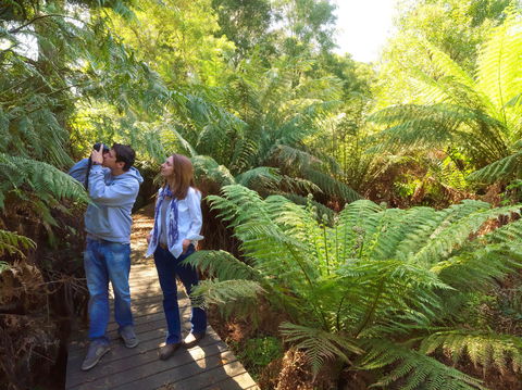 Endeavour Fern Gully Walks - Sydneys Hotel 0