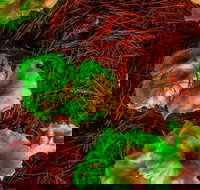 Ghost Mushroom Lane - Sydneys Hotel