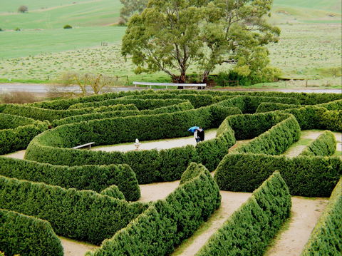 Mintaro Maze - Sydneys Hotel 1