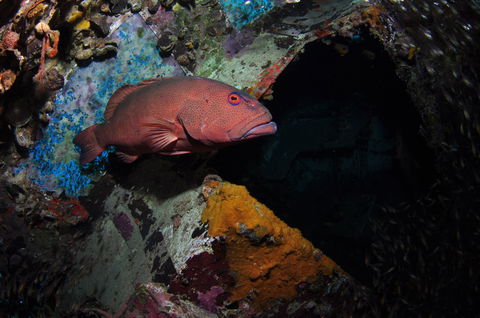 Severance Shipwreck Dive Site - Sydneys Hotel 1