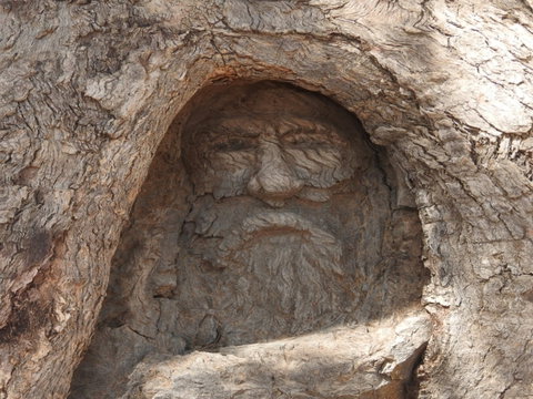 The Face Tree Near Burke And Wills Dig Tree - Sydneys Hotel 0