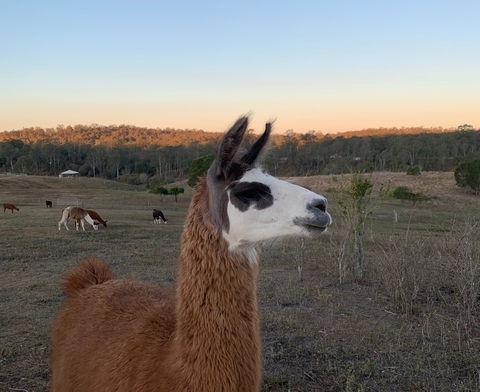 The Llama Farm - Sydneys Hotel 0
