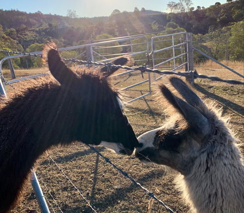 The Llama Farm - Sydneys Hotel 1