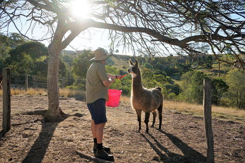 The Llama Farm - Sydneys Hotel 2