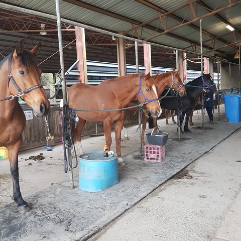 The Equine Club - Sydneys Hotel 0