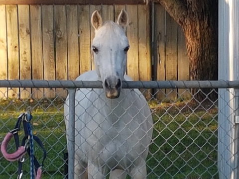 The Equine Club - Sydneys Hotel 2