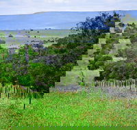 Wild Dog Barrier Fence - Sydneys Hotel