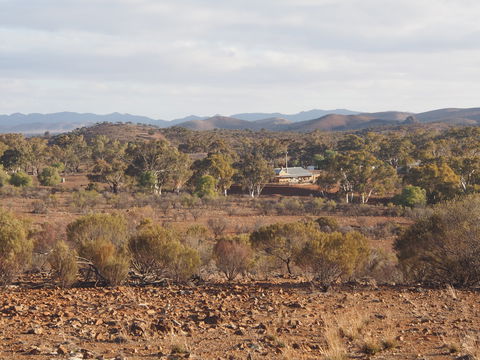 Blinman Belt And Buckle Maker Outback Studio/gallery - Sydneys Hotel 1