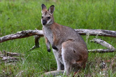 Ultimate Blue Mountains And Wildlife Tour - Sydneys Hotel 2