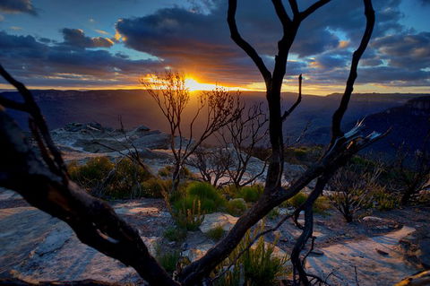 Ultimate Blue Mountains And Wildlife Tour - Sydneys Hotel 0