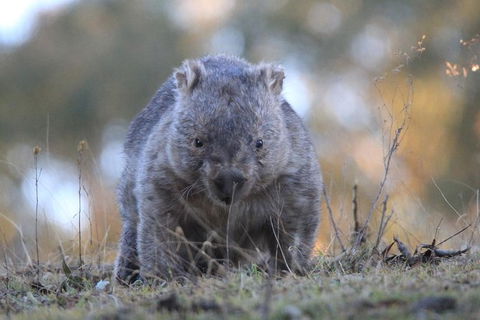 Ultimate Blue Mountains And Wildlife Tour - Sydneys Hotel 3