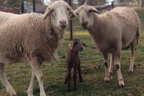 Paddock To Plate Farm Tour And Tasting - Sydneys Hotel 7