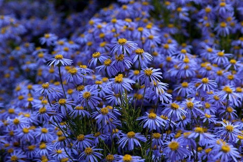 Blue Mountains Botanic Garden And Bilpin Tour From Katoomba With Cider Tasting - Sydneys Hotel 3