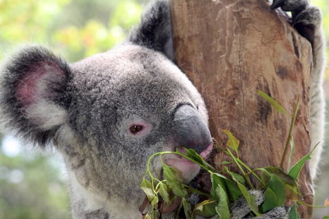Private 10-hour Tour To Blue Mountains From Sydney - Hotel Pick Up & Drop Off - Sydneys Hotel 2