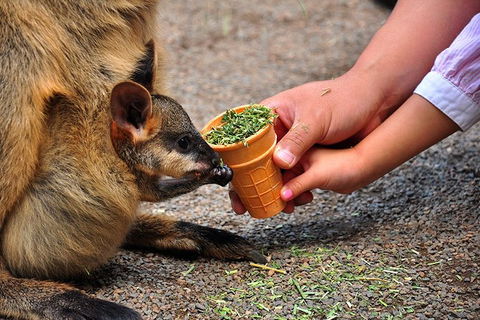 Blue Mountains Highlights & Wildlife Park - Sydneys Hotel 3