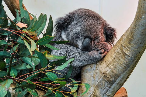 Blue Mountains Highlights & Wildlife Park - Sydneys Hotel 1