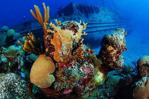 PADI Diving Courses On The Gold Coast - Sydneys Hotel 3