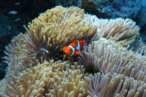 PADI Diving Courses On The Gold Coast - Sydneys Hotel 4