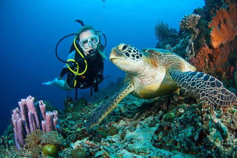 PADI Diving Courses On The Gold Coast - Sydneys Hotel 1