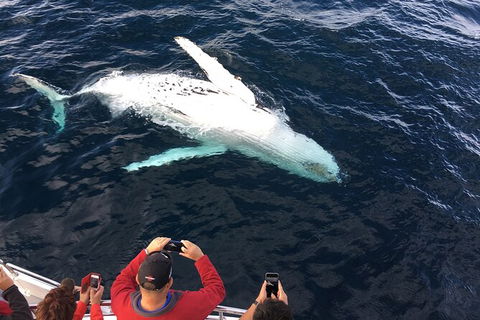 PRIVATE Whale Watching Tour - Up To 11 People In Your Group - Sydneys Hotel 1