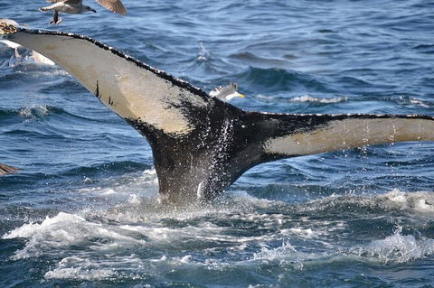 PRIVATE Whale Watching Tour - Up To 11 People In Your Group - Sydneys Hotel 2