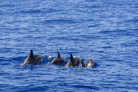 PRIVATE Whale Watching Tour - Up To 11 People In Your Group - Sydneys Hotel 3