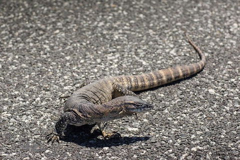 Coffin Bay Oysters, Ocean & Nature Tour - Sydneys Hotel 5