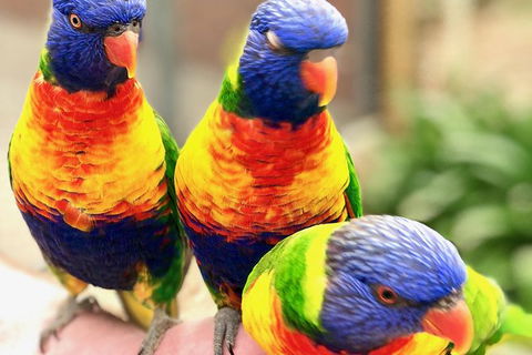 Coffin Bay Oysters, Ocean & Nature Tour - Sydneys Hotel 1