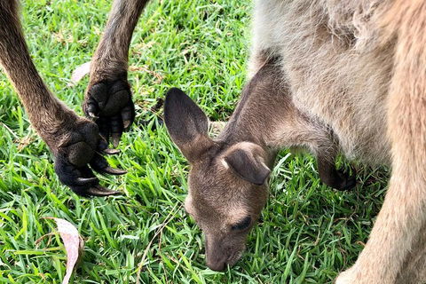 Coffin Bay Oysters, Ocean & Nature Tour - Sydneys Hotel 10
