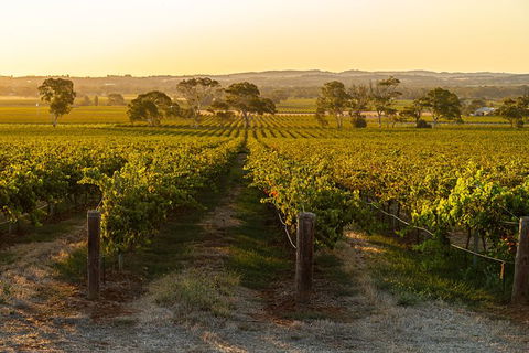 Yalumba Signature Tour - Sydneys Hotel 5